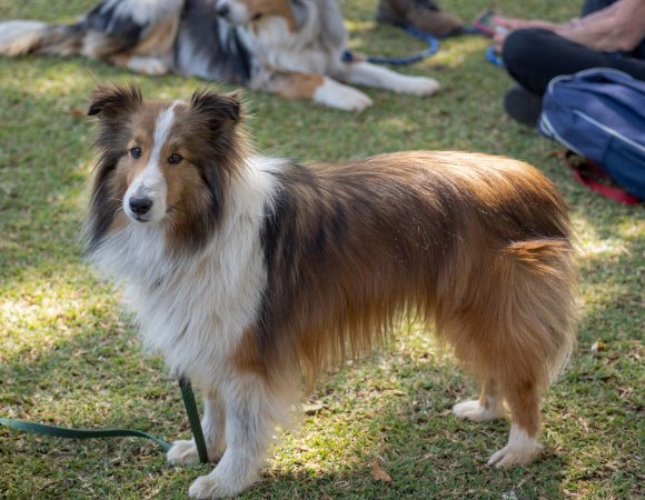 Paws Up for Canine Champions