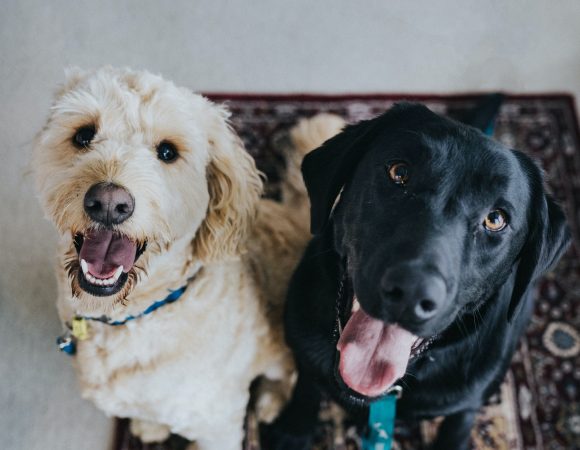 Tips For Your Pets To Look The Best This Festive Season?
